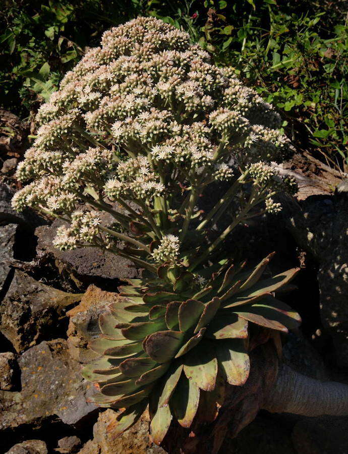 Image of Aeonium hierrense (Murr.) J. Pitard & L. Proust