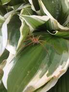 Image of Nursery Web Spider