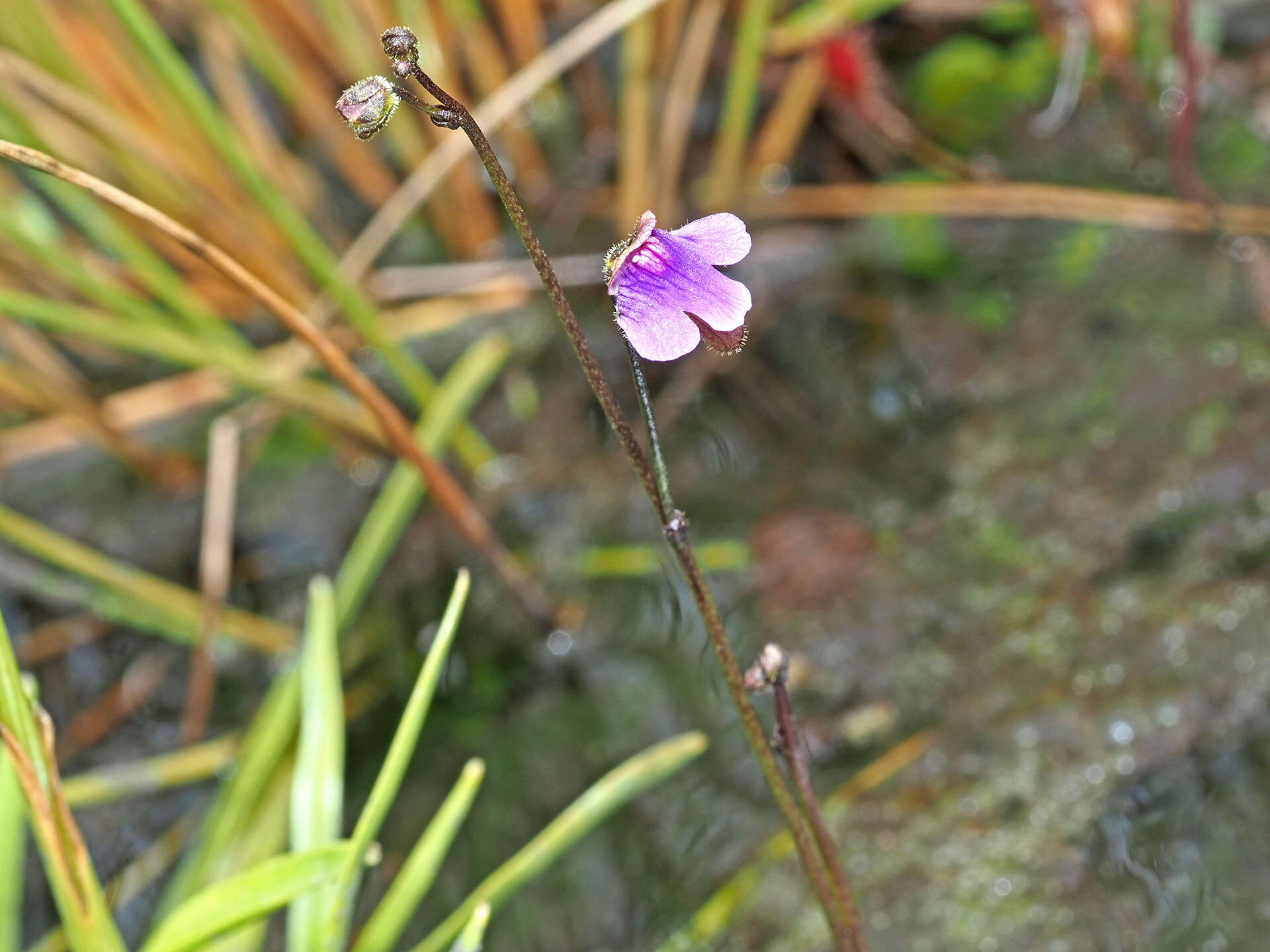 Image of Genlisea hispidula Stapf