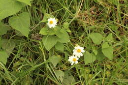 Image of Montanoa ovalifolia subsp. ovalifolia