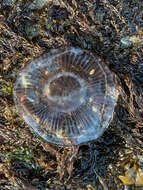 Image of crystal jelly