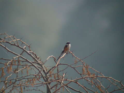 Image of Bay-backed Shrike