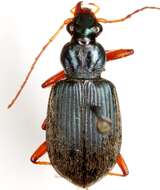 Image of Chlaenius (Chlaenius) leucoscelis Chevrolat 1835