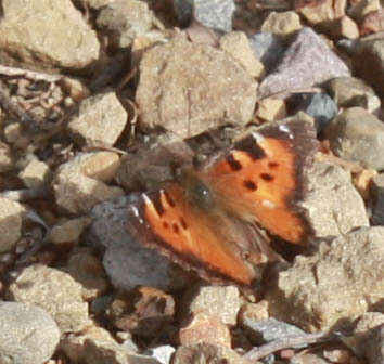 Image of California Tortoiseshell