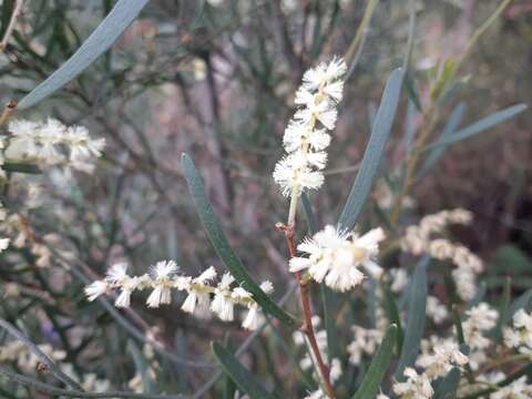 Image de Acacia mucronata Willd. ex H. L. Wendl.