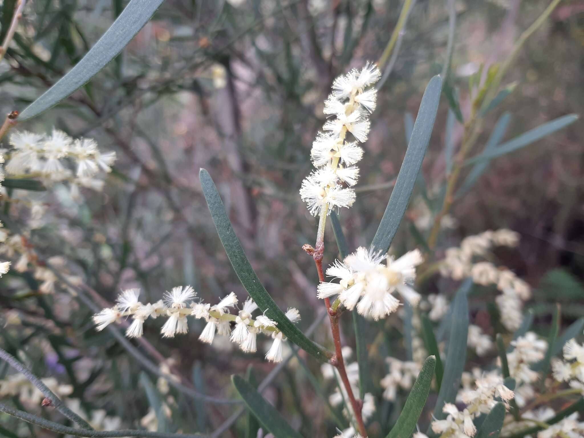 Imagem de Acacia mucronata Willd. ex H. L. Wendl.