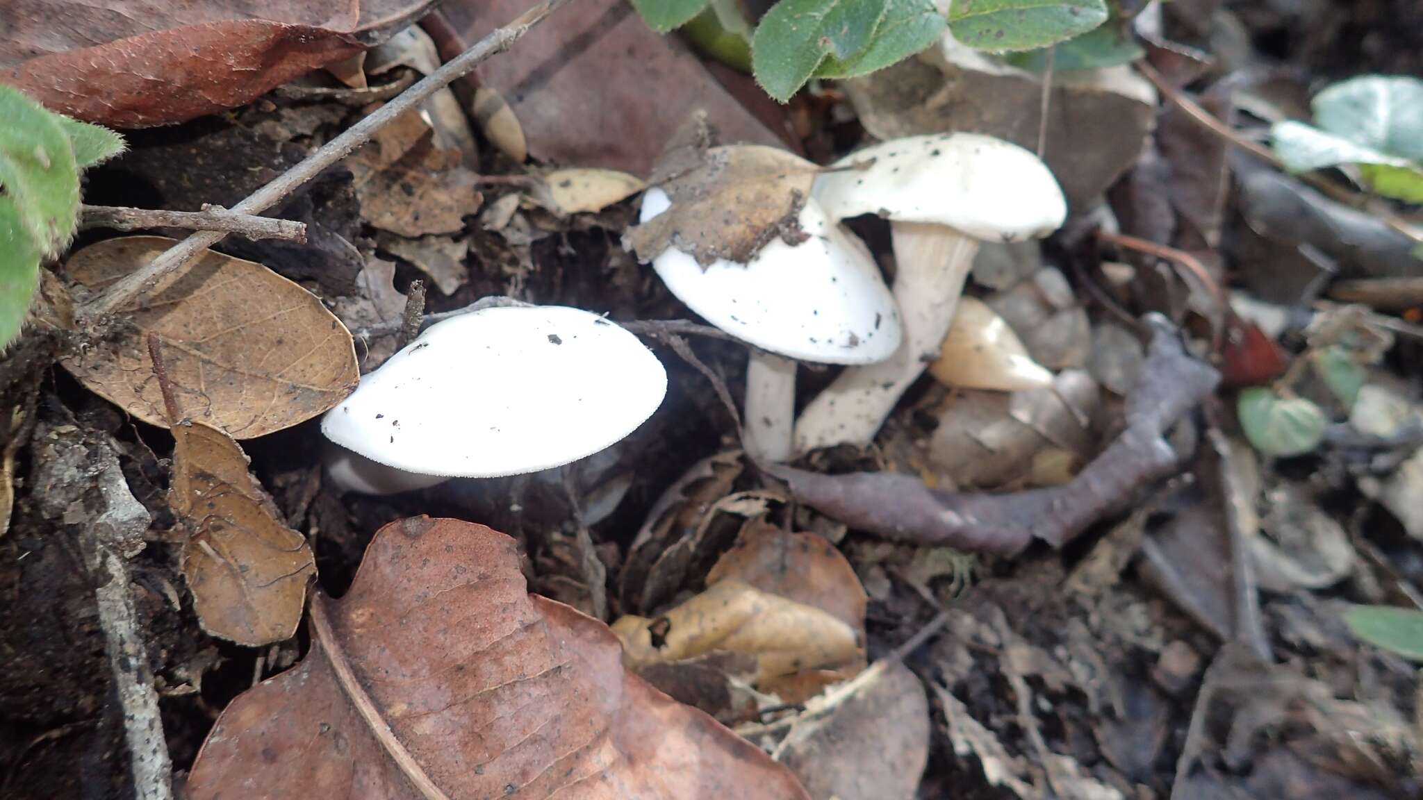 Image of Hygrophorus eburneus (Bull.) Fr. 1838