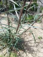 Image of Erysimum suffrutescens (Abrams) Rossbach