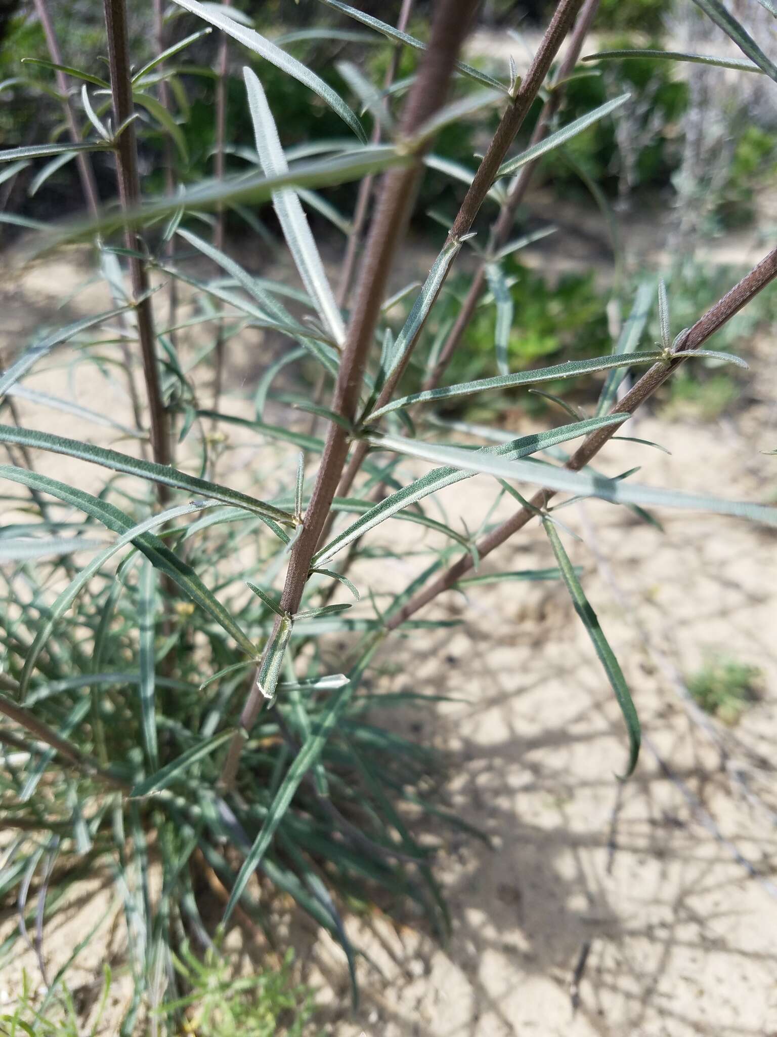 Image of Erysimum suffrutescens (Abrams) Rossbach