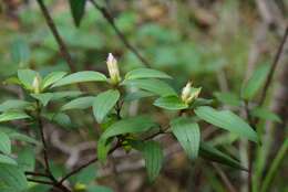 Image of Melastoma malabathricum subsp. malabathricum
