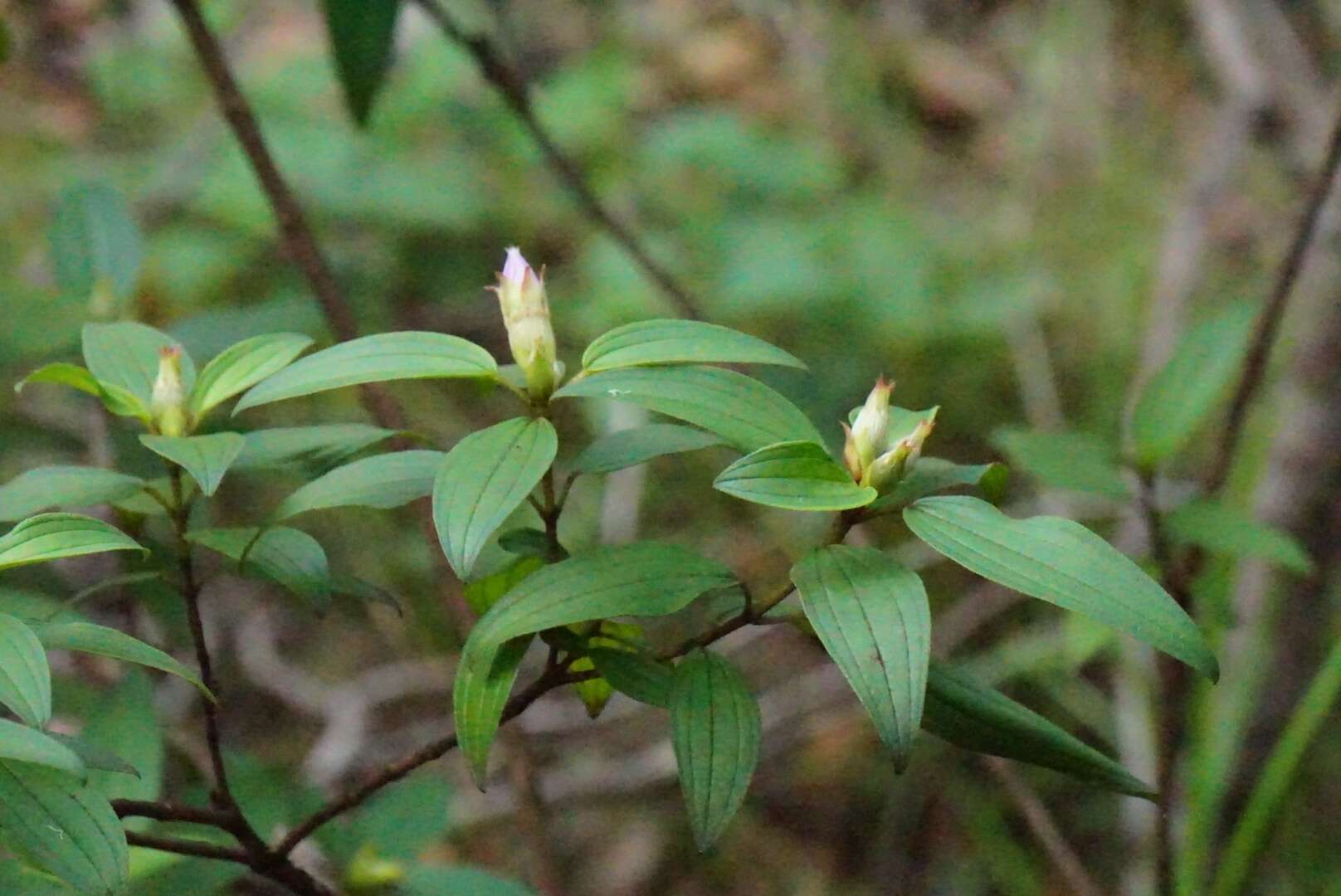 Image of Melastoma malabathricum subsp. malabathricum