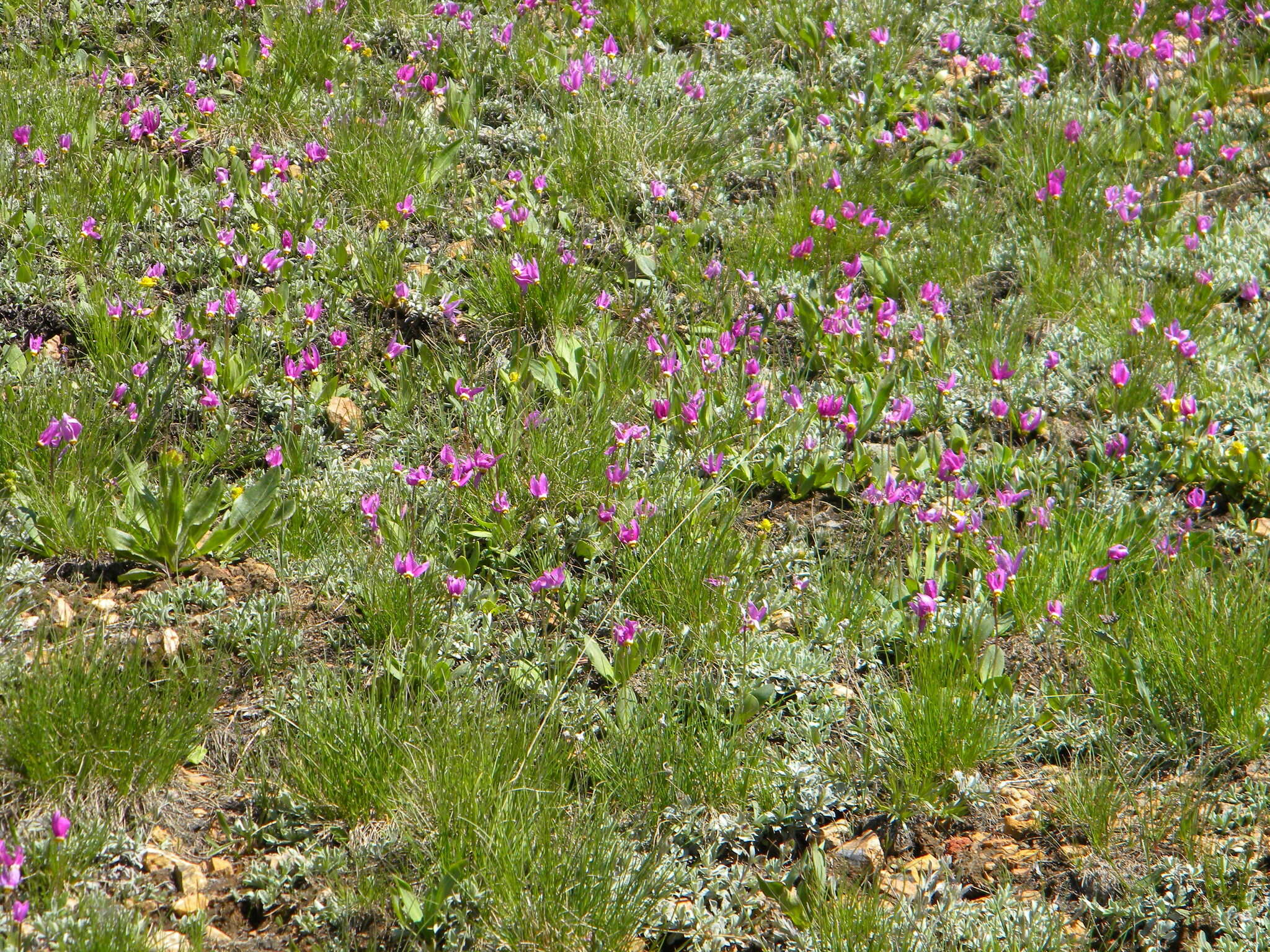 Dodecatheon pulchellum subsp. pauciflorum (Dur.) Hulten resmi