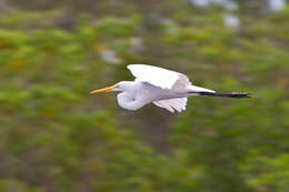 Image of Great Egret