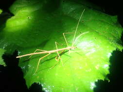 Image of Sipyloidea larryi Hasenpusch & Brock 2007