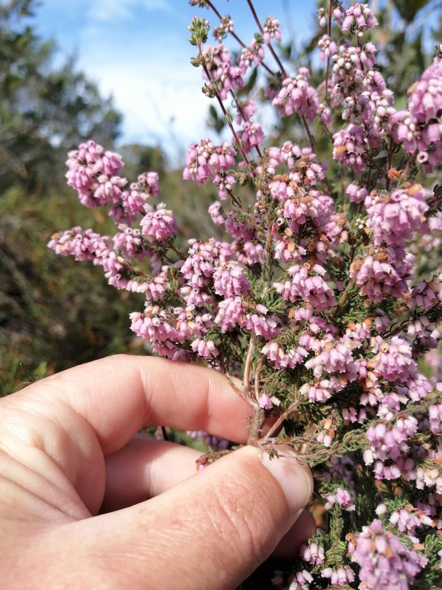 Plancia ëd Erica parviflora L.