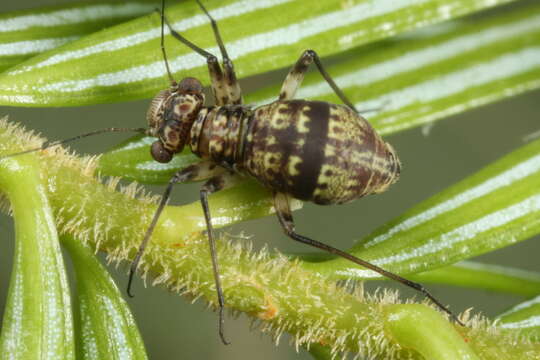 Mesopsocus immunis (Stephens 1836) resmi