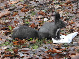 Image of Sciurus vulgaris altaicus Serebrennikov 1928