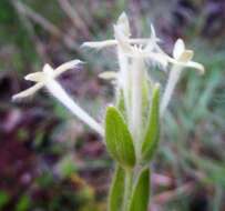 Image of Gnidia denudata Lindl.