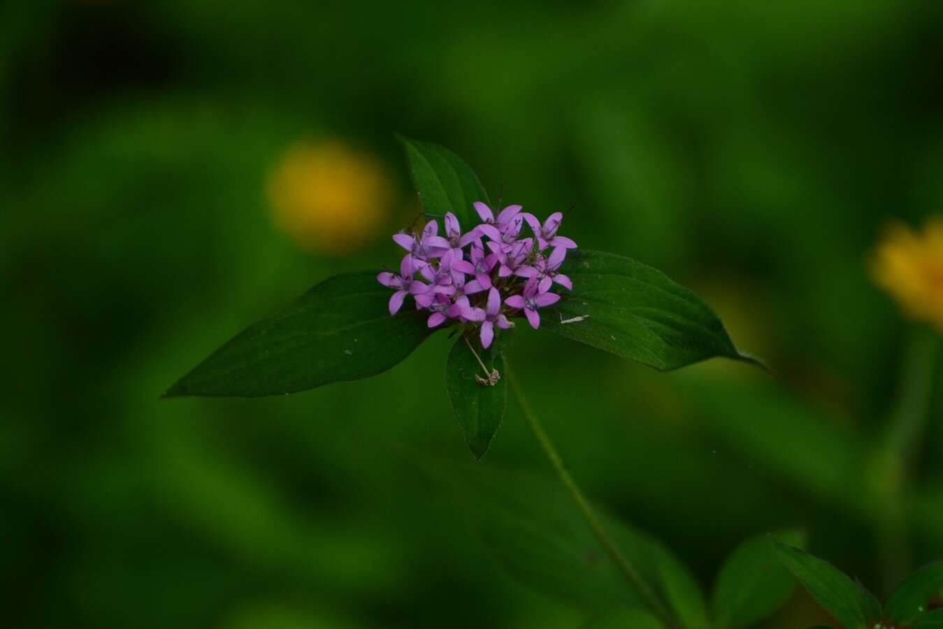 Image of Crusea hispida (Mill.) B. L. Rob.