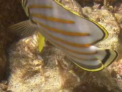 Chaetodon ornatissimus Cuvier 1831 resmi