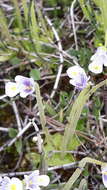 Pinguicula variegata Turcz.的圖片