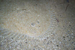 Image of Bass flounder