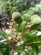 صورة Droceloncia rigidifolia (Baill.) J. Léonard