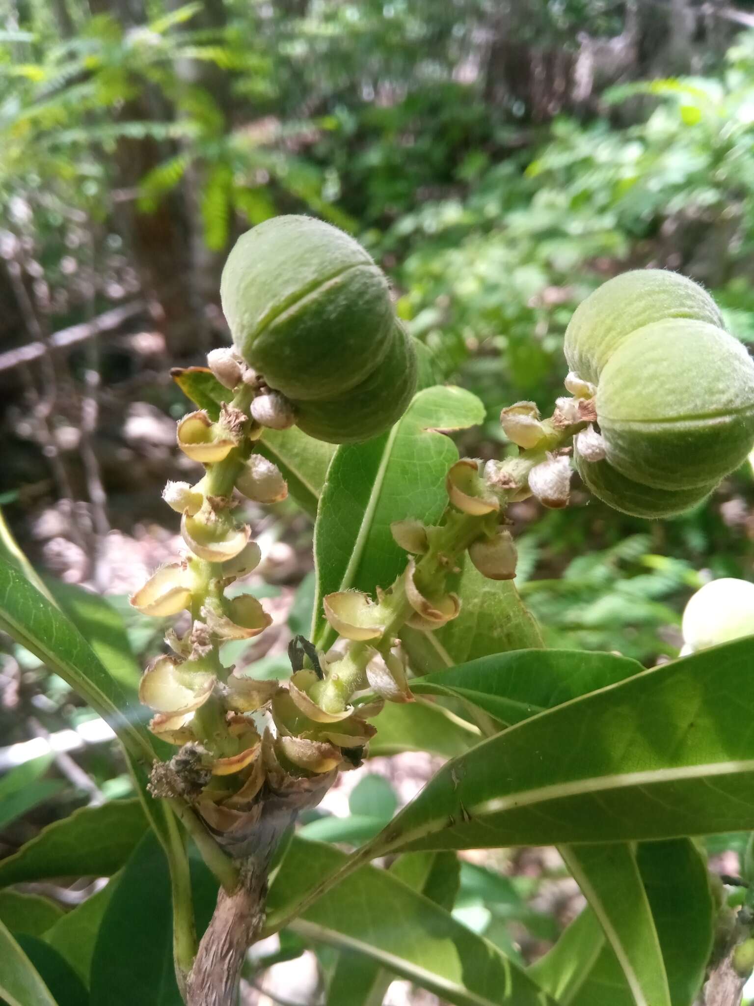 Image of Droceloncia rigidifolia (Baill.) J. Léonard