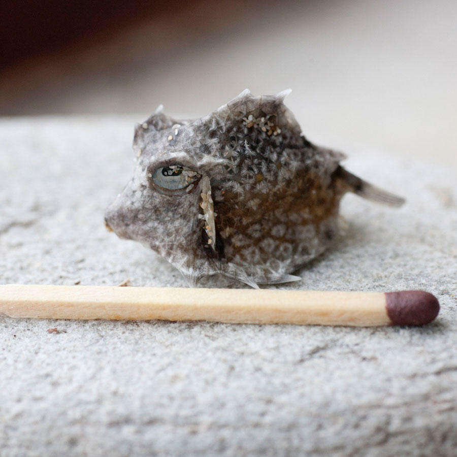 Image of Triangular boxfish