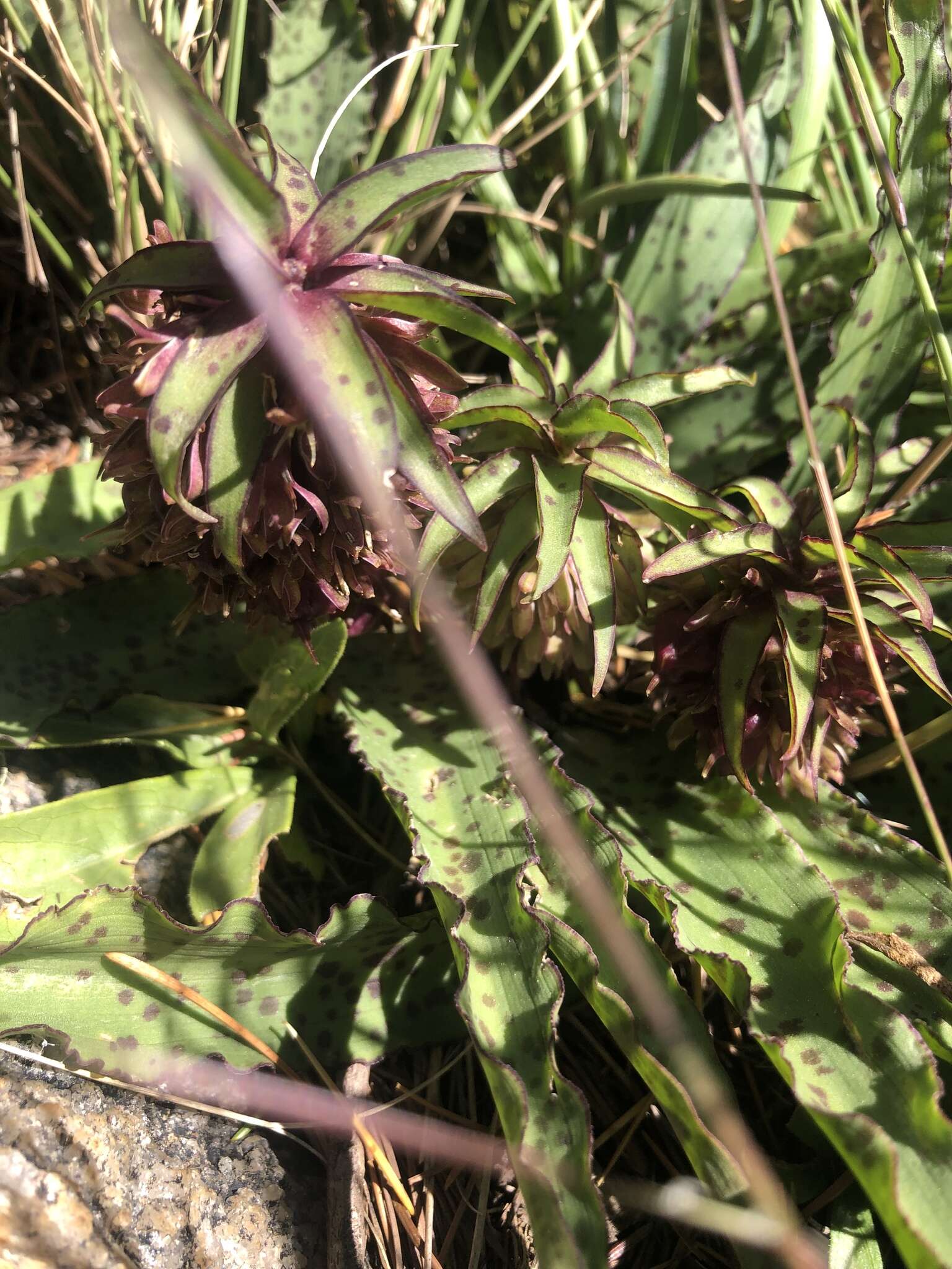 Image of Eucomis vandermerwei I. Verd.