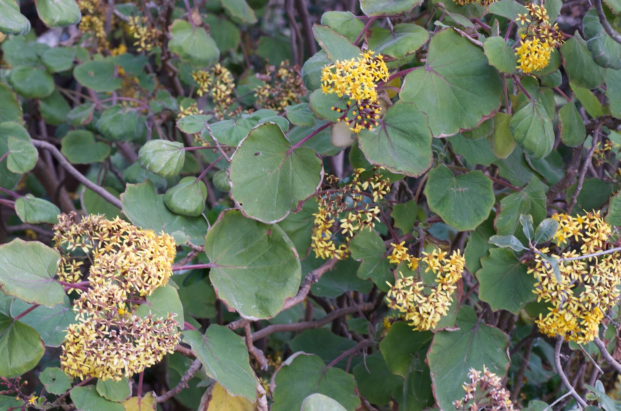 Image of velvet groundsel