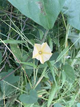 Image of Ipomoea obscura var. obscura