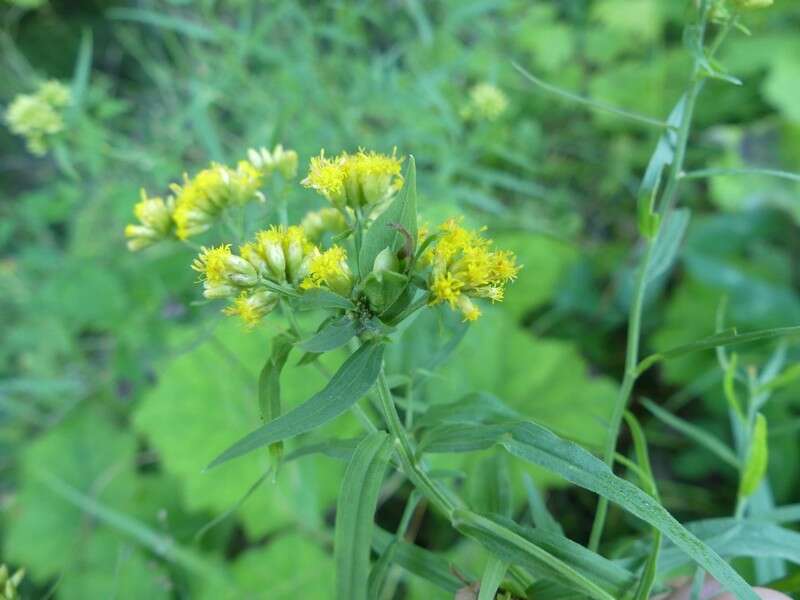 Imagem de <i>Asphondylia pseudorosa</i>