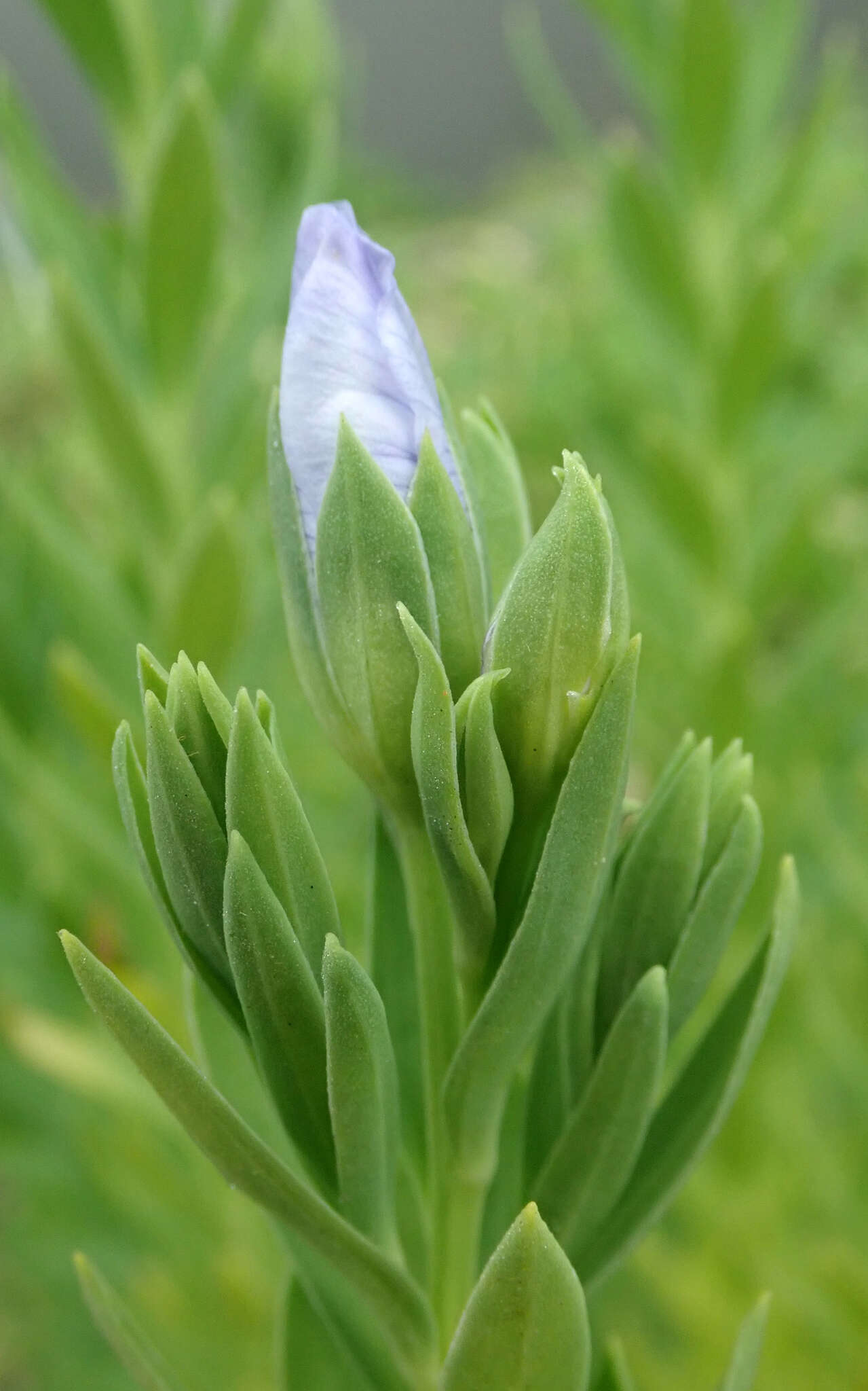 Imagem de Linum monogynum var. chathamicum Cockayne