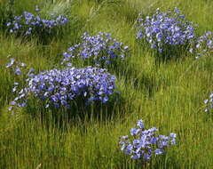 Image de Aristea cuspidata Schinz