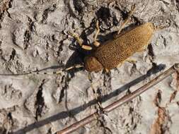 Image of Poplar Long-Horned Beetle