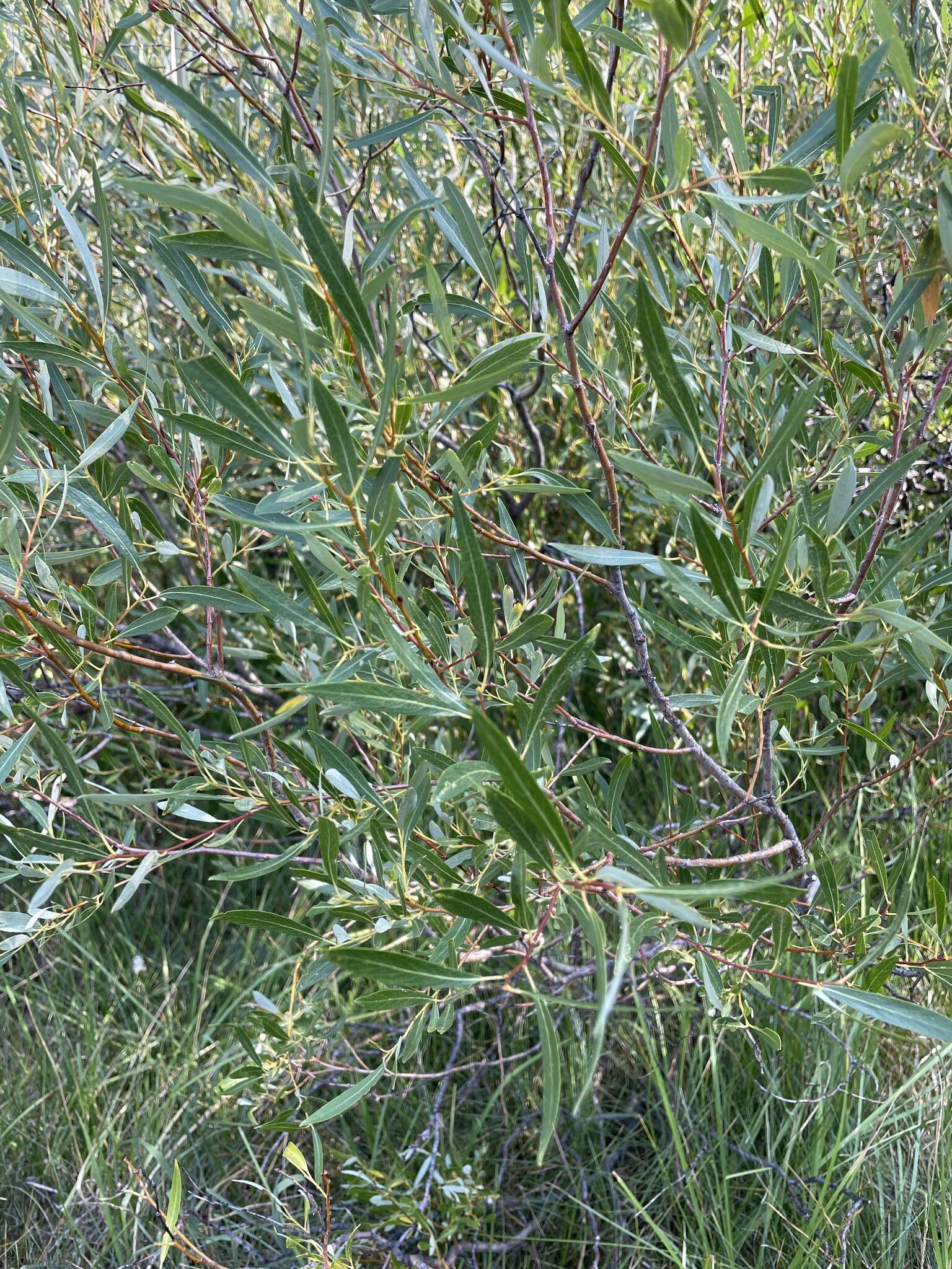 Image of Lemmon's willow