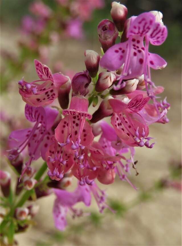 Imagem de Dicerandra frutescens subsp. thinicola (H. A. Mill.) D. B. Ward