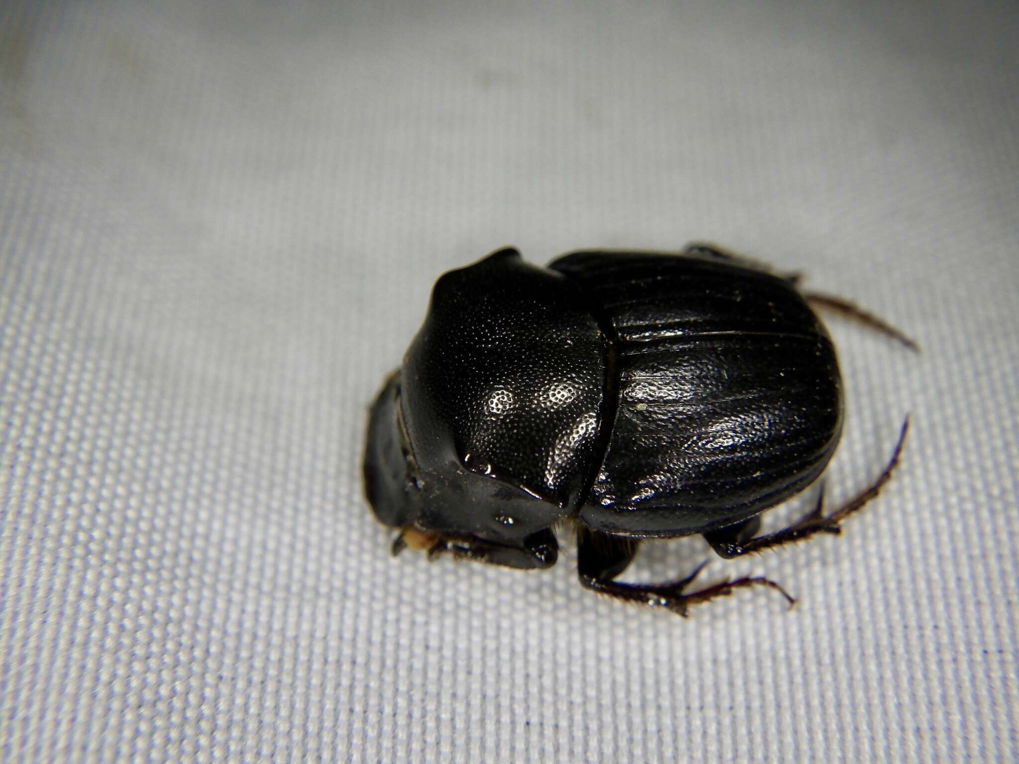 Plancia ëd Onthophagus (Strandius) lenzii Harold 1875