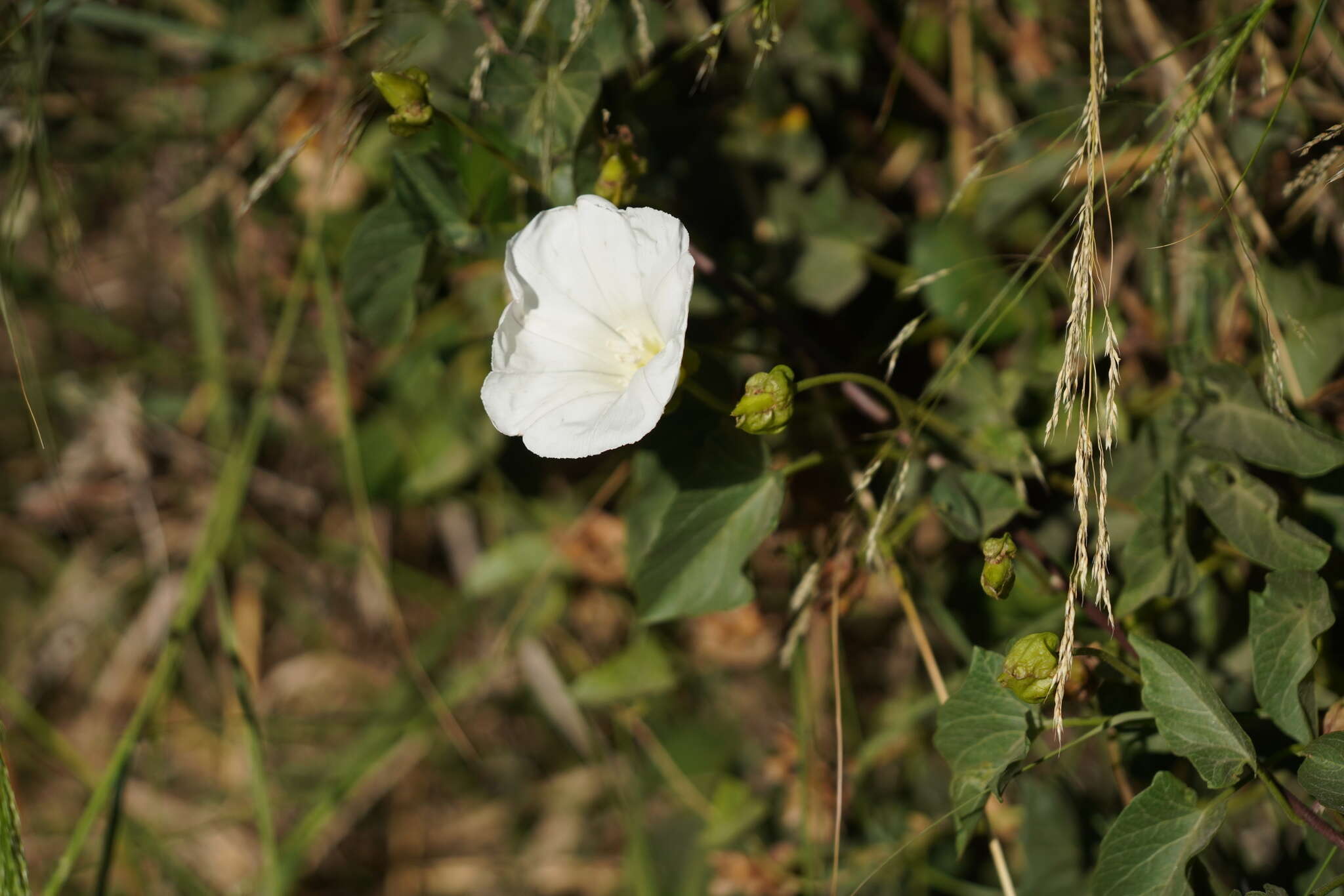 Image of island false bindweed