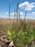 Imagem de Plantago cornuti Gouan