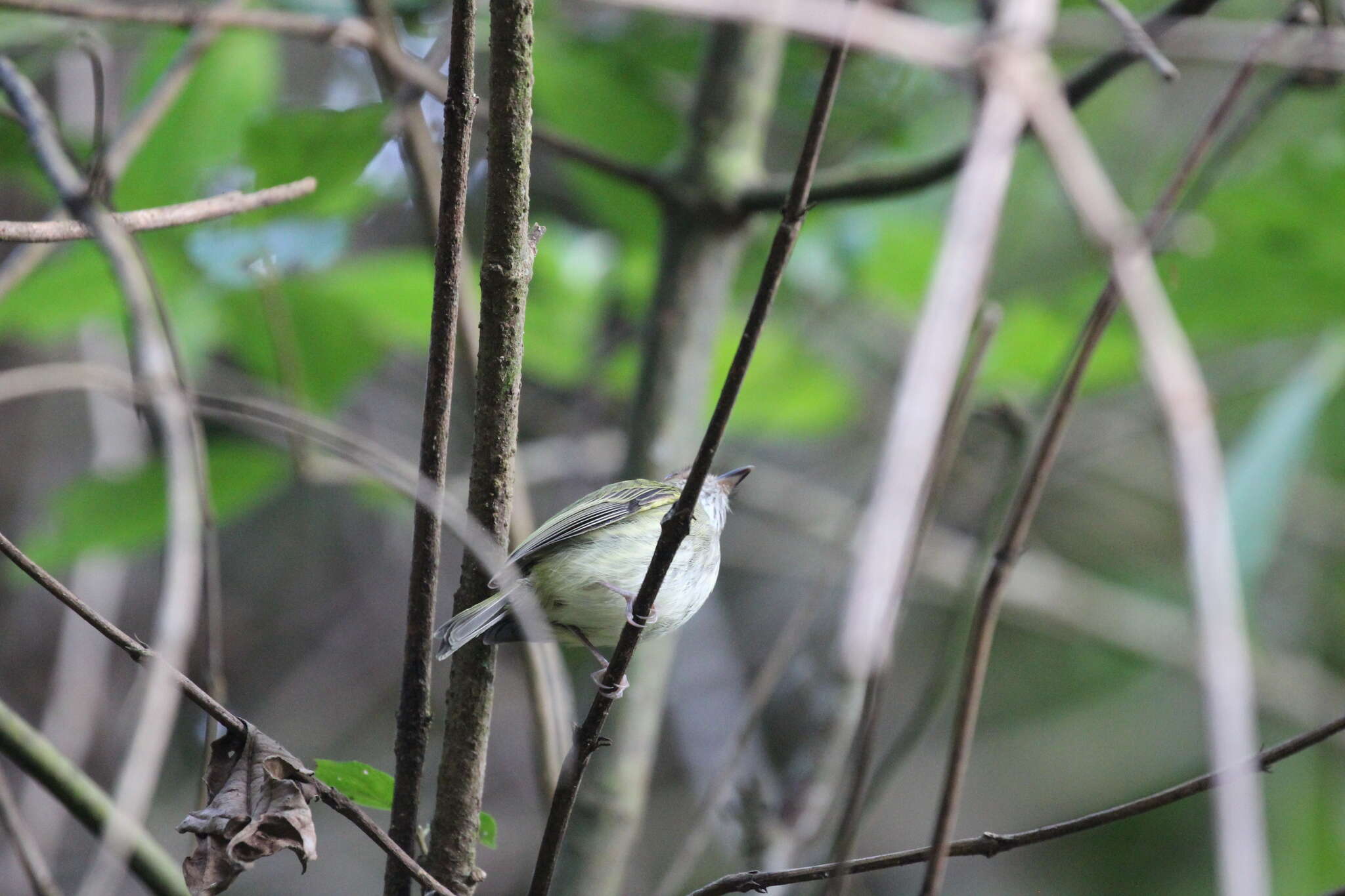 Image of Scale-crested Pygmy Tyrant