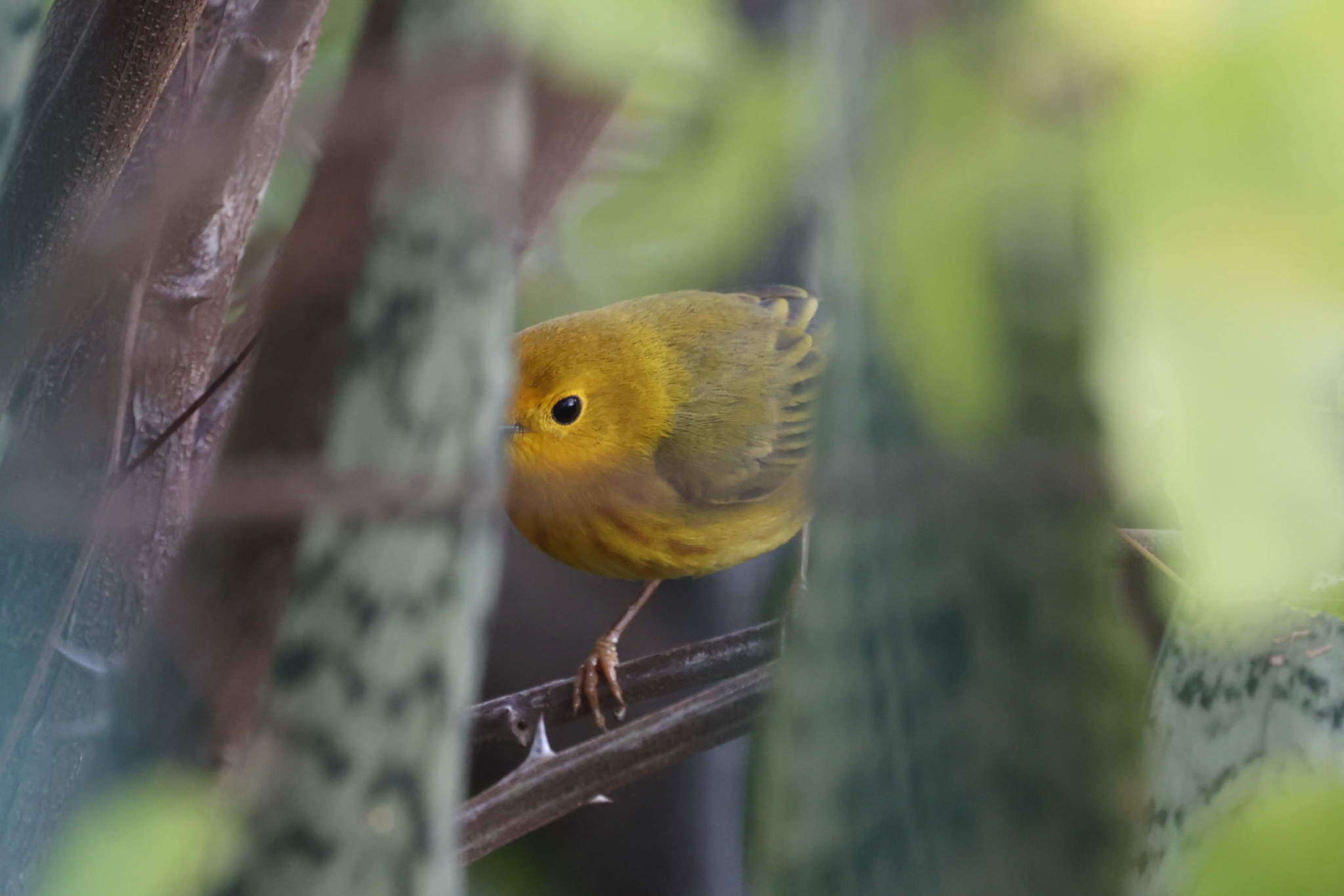 Imagem de Setophaga petechia melanoptera (Lawrence 1879)