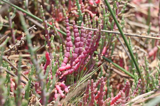 Image of Salicornia neei Lagasca