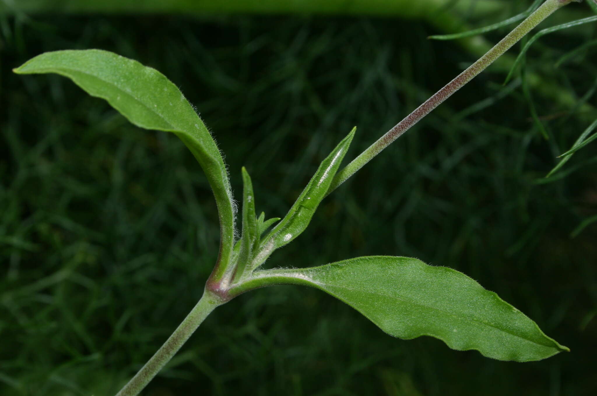 Image of Silene secundiflora Otth