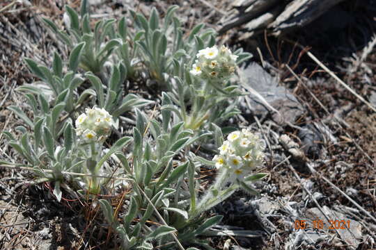 Plancia ëd Oreocarya humilis (A. Gray) Greene