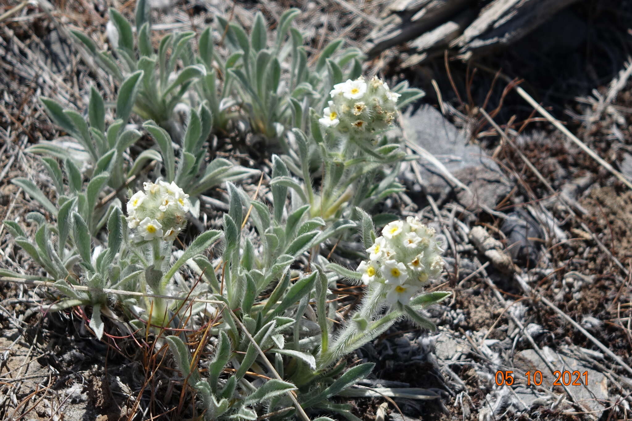 Image of roundspike cryptantha