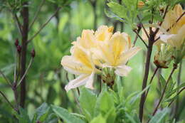 صورة Rhododendron japonicum (A. Gray) Suringar