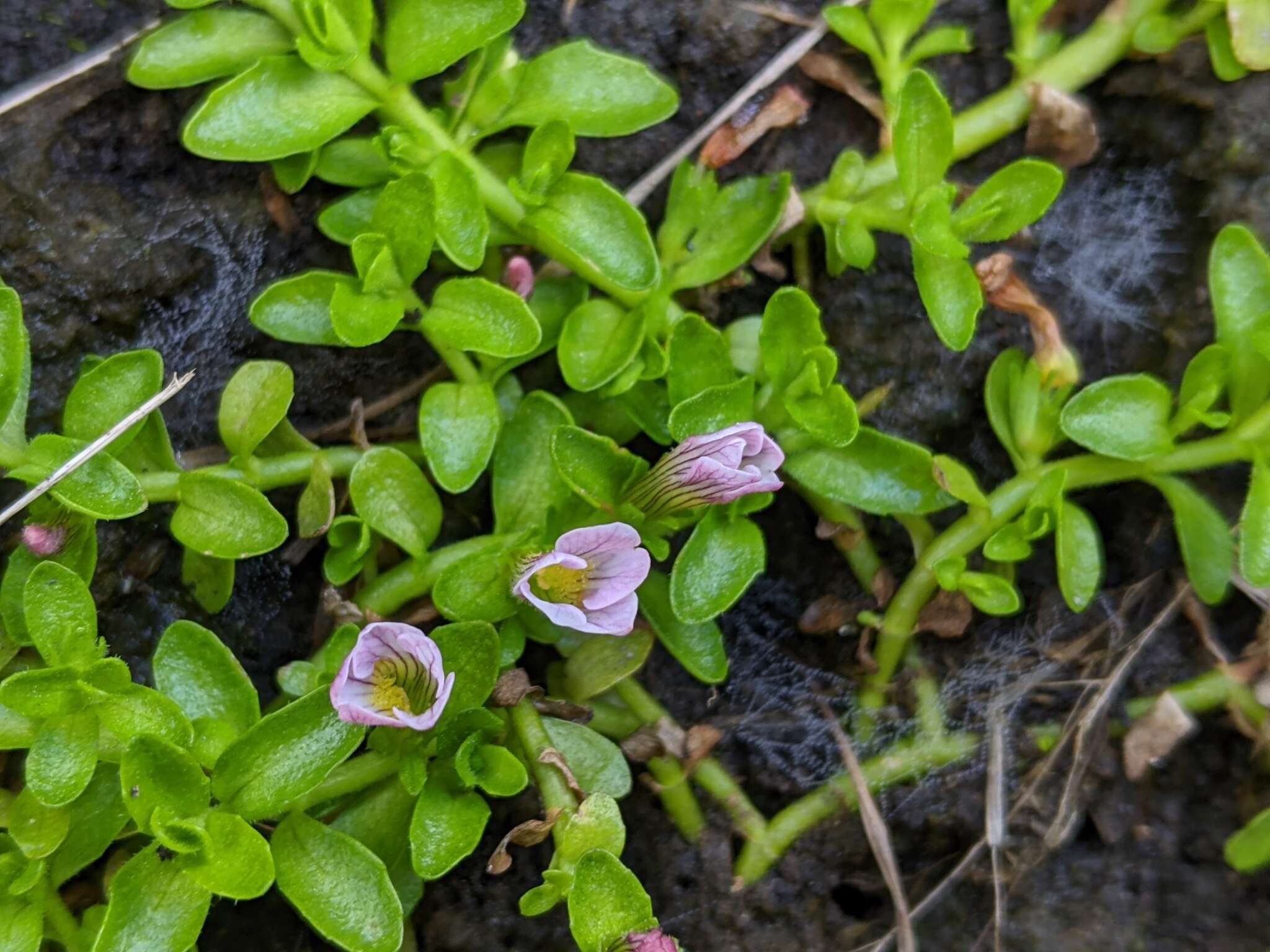 Gratiola nana Benth.的圖片