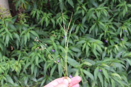 Juncus bulbosus L. resmi